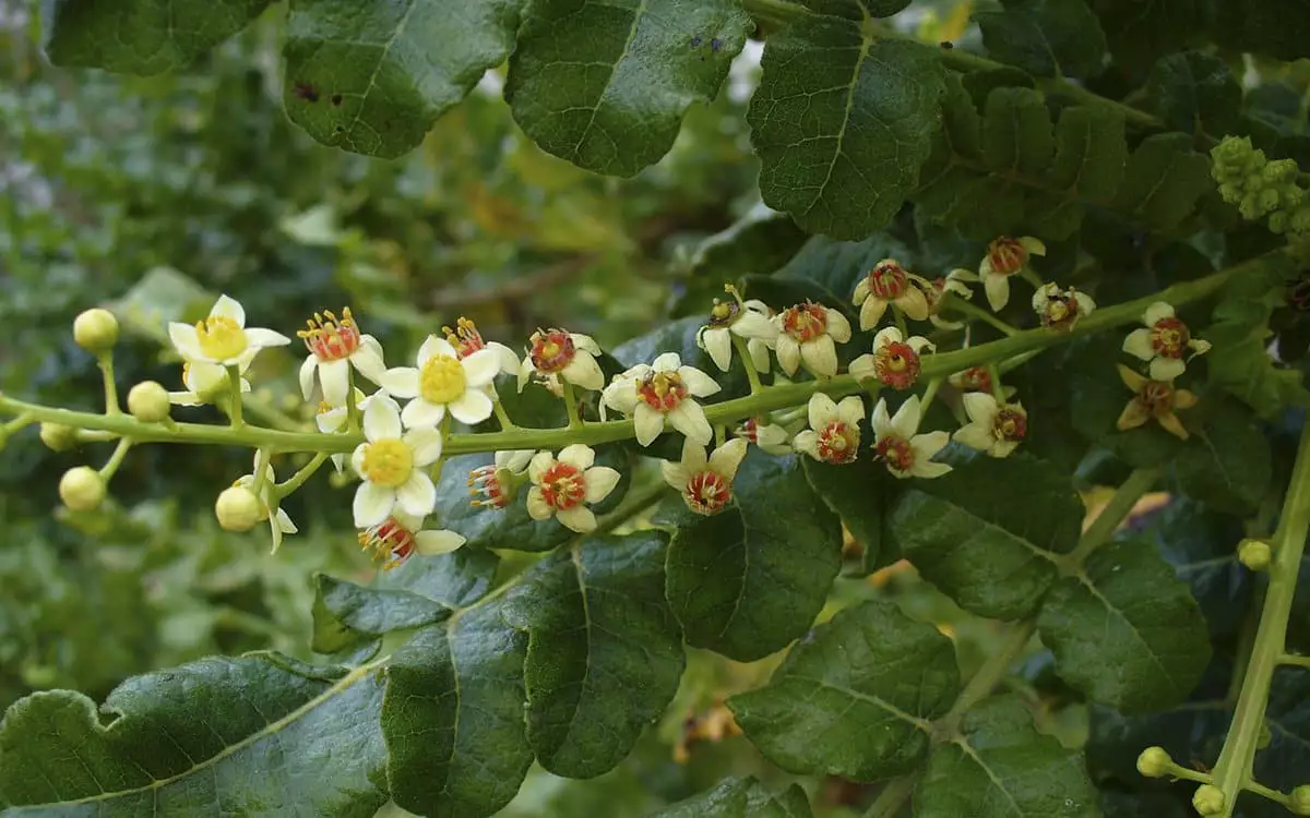 Boswellia serrata resin, the Indian frankincense extract used in JointReliveX joint capsules
